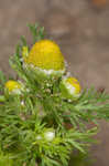 Pineapple weed <BR>Disc mayweed